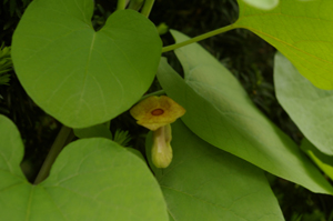 wooly dutchman's pipe 2